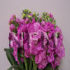stock flower pink